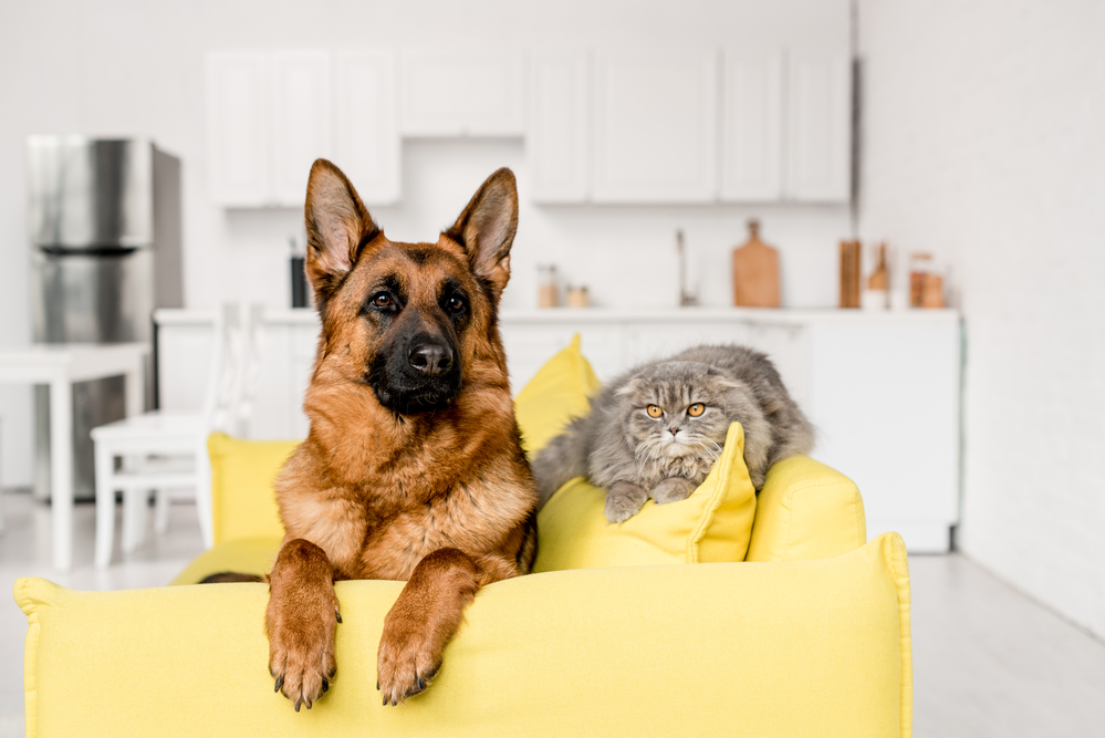 Appreciate Your Pet This Month At These Local Businesses