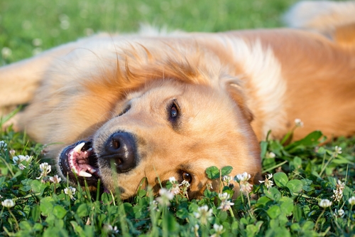 Surviving the Dog Days of Summer With Your Four Legged Friend